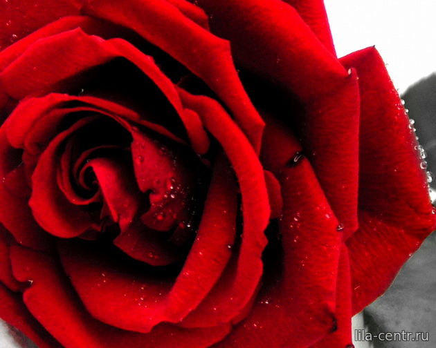 Роза - символ женственности и любви